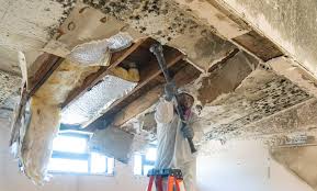 Best Emergency Mold Remediation  in Springdale, NJ